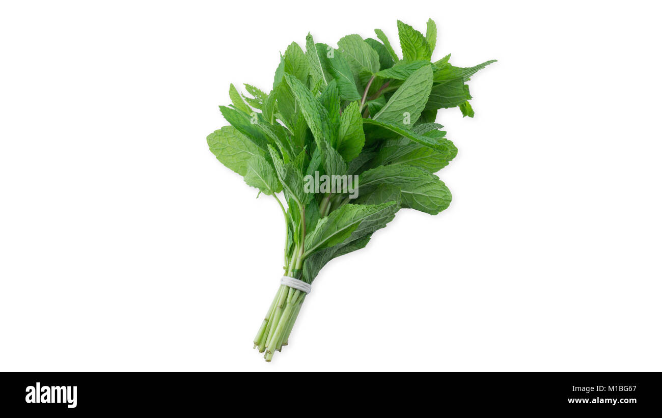 Vista aerea di foglie di menta in sfondo bianco Foto Stock