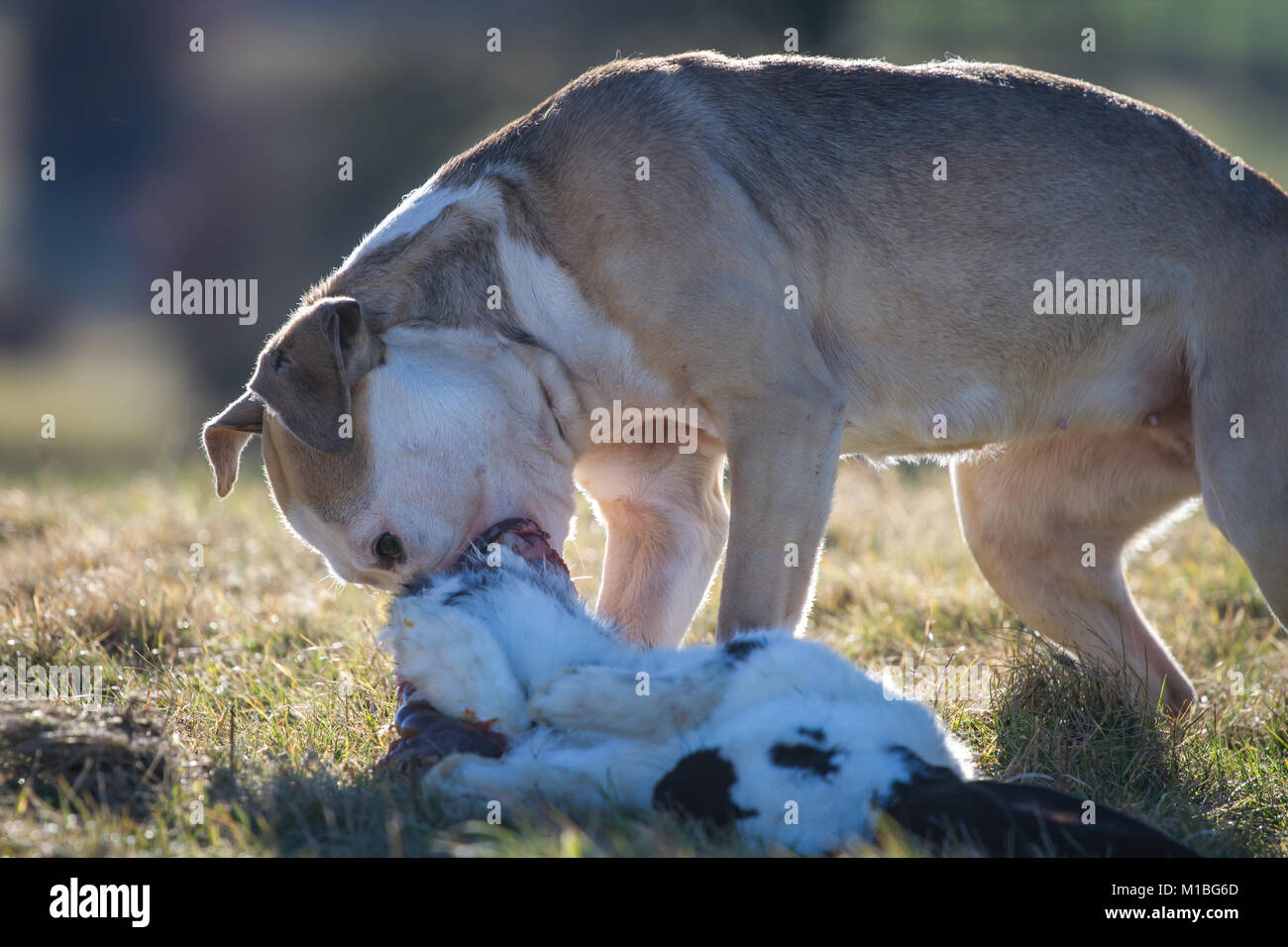 Cane di mangiare un coniglio, materie cane alimentazione modello preda Foto Stock