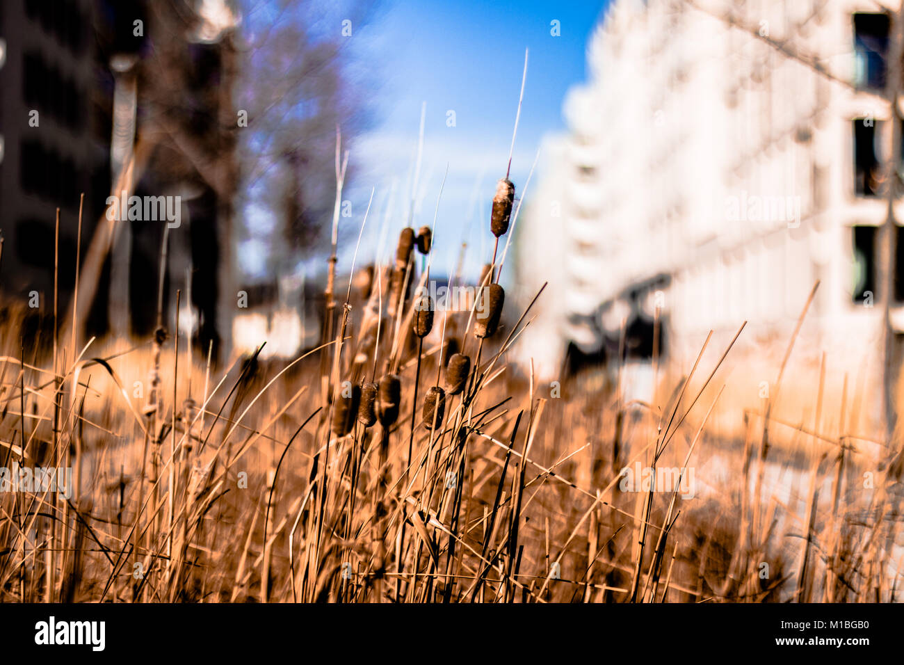 Ripulisca dalle erbacce, Reed e di erba in un parco di Vienna Foto Stock