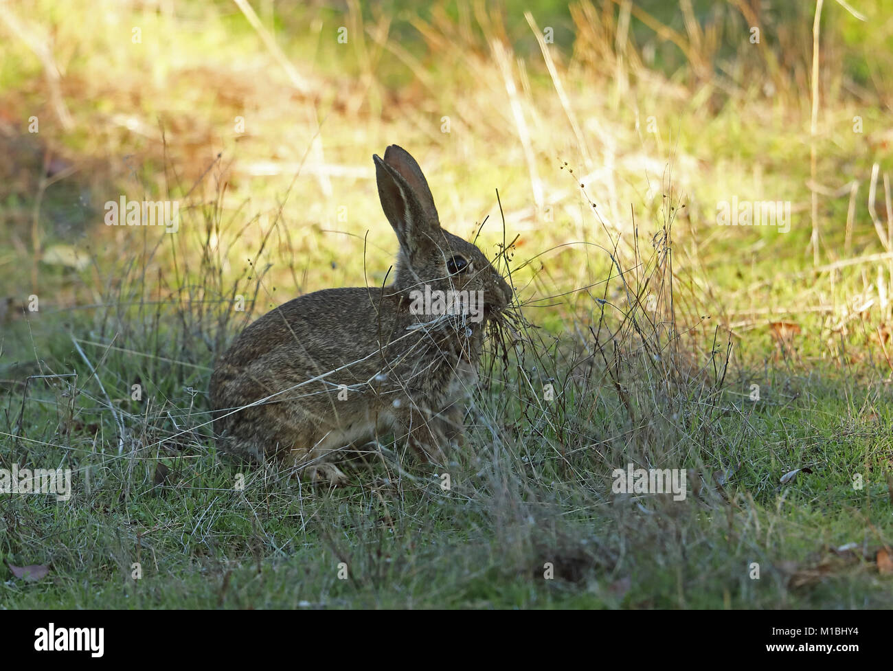 Coniglio europeo (oryctolagus cuniculus algirus) femmina con erba per nidificare Parque Natural Sierra de Andujar, Jean, Spagna gennaio Foto Stock