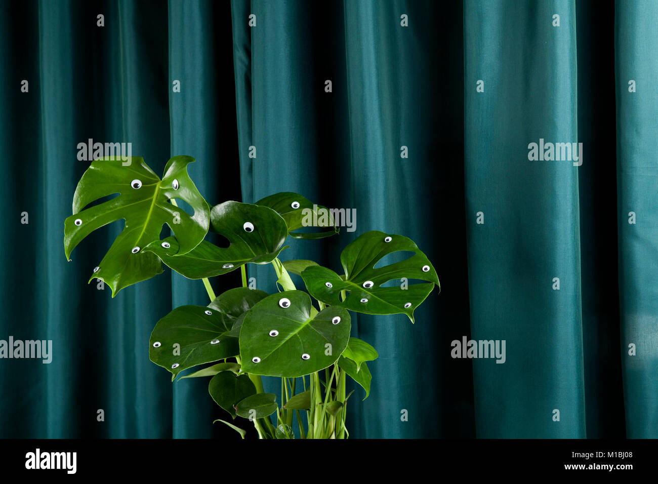 Eccentrico e freak monstera deliciosa pianta con numerosi gli occhi su una cortina verde dello sfondo. Gradiente di toni e su toni. Il minimo divertente e stravagante pop Foto Stock