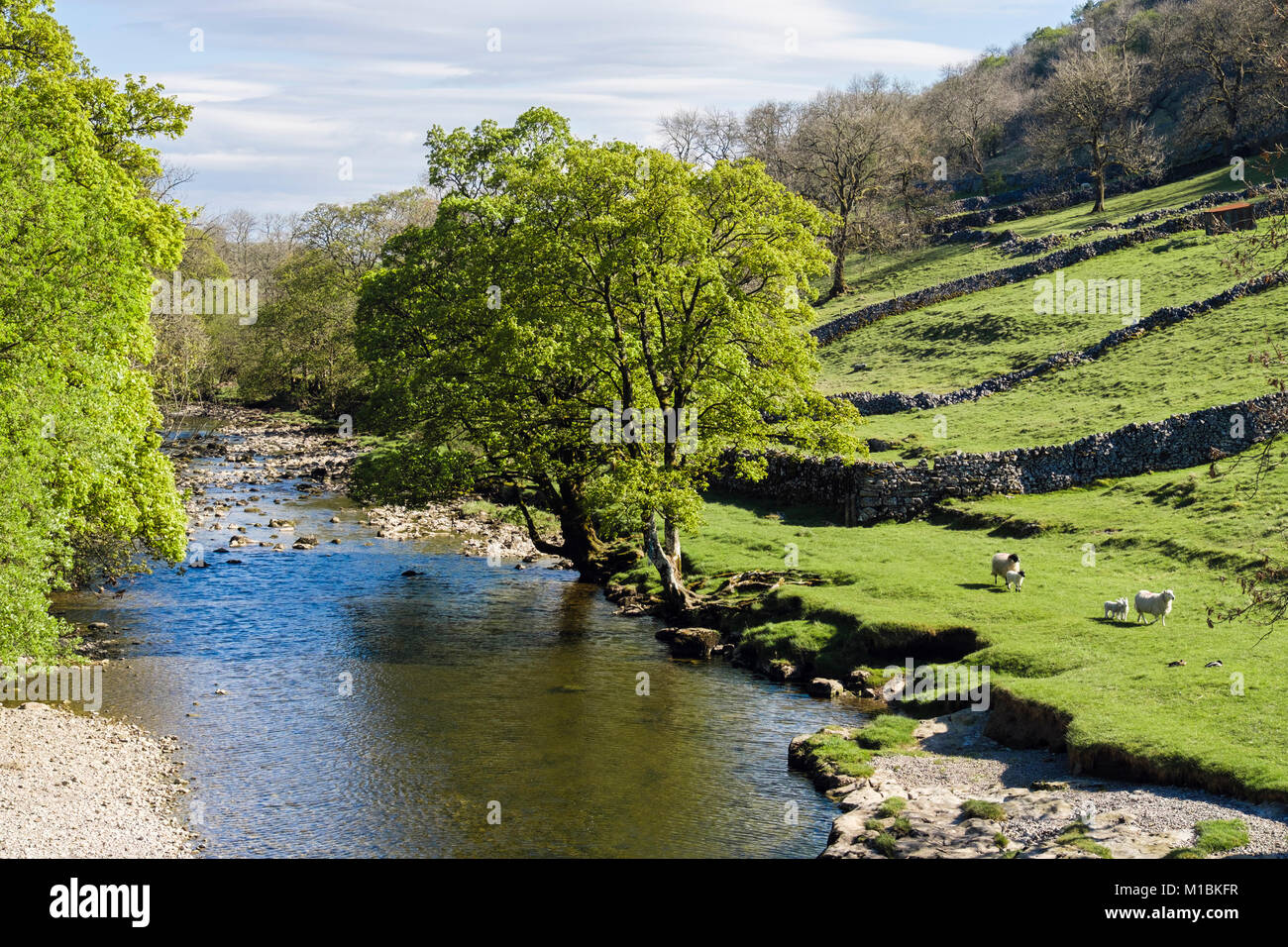 Vista lungo fiume Wharfe in primavera / estate. Kettlewell, Superiore Wharfedale, Yorkshire Dales National Park, North Yorkshire, Inghilterra, Regno Unito, Gran Bretagna Foto Stock