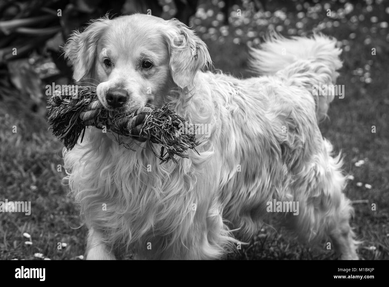 Miei cari e migliore amico mio golden retriever cane di nome principe con il suo giocattolo preferito che non si stanca mai di mordere lui senza stancarsi tutte Foto Stock