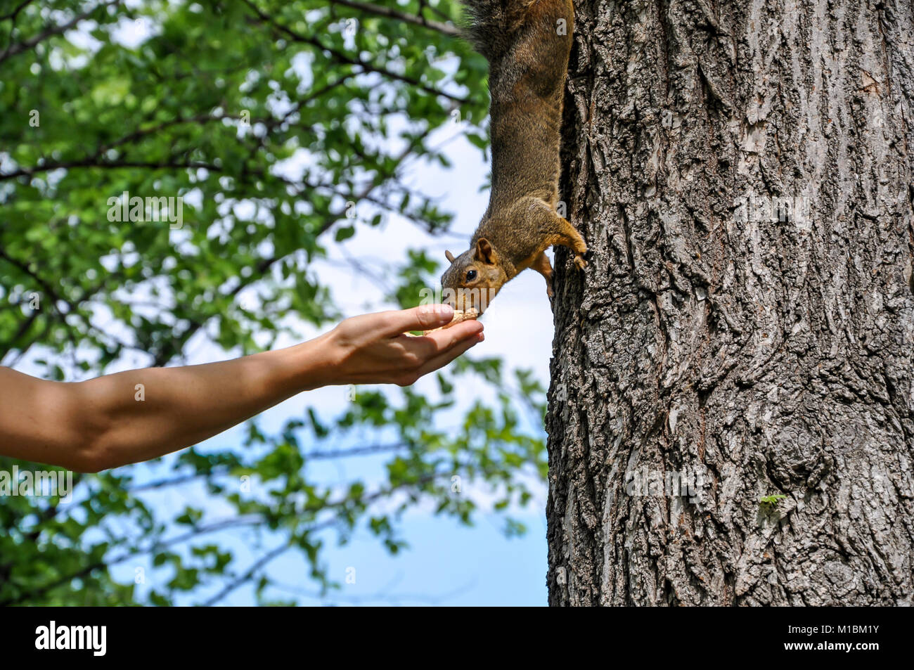 Donna alimentazione manuale arachidi per Fox Squirrel nella struttura ad albero Foto Stock