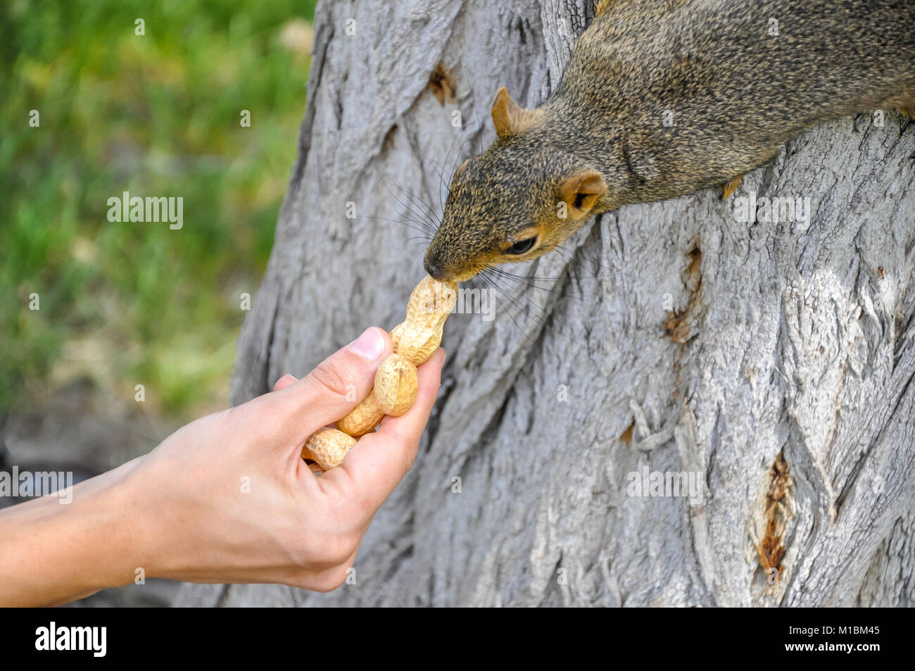 Donna alimentazione manuale arachidi per Fox Squirrel nella struttura ad albero Foto Stock