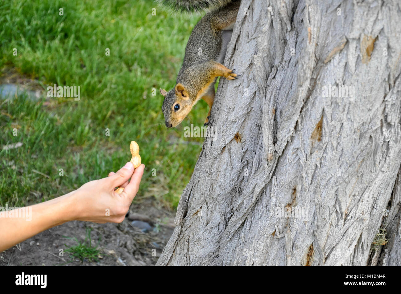 Donna alimentazione manuale arachidi per Fox Squirrel nella struttura ad albero Foto Stock