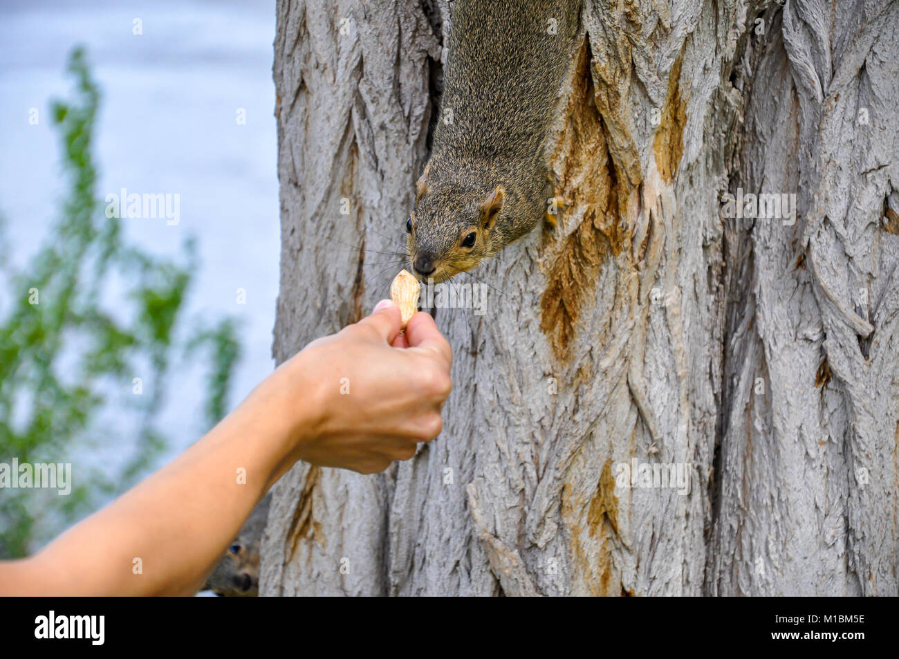 Donna alimentazione manuale arachidi per Fox Squirrel nella struttura ad albero Foto Stock