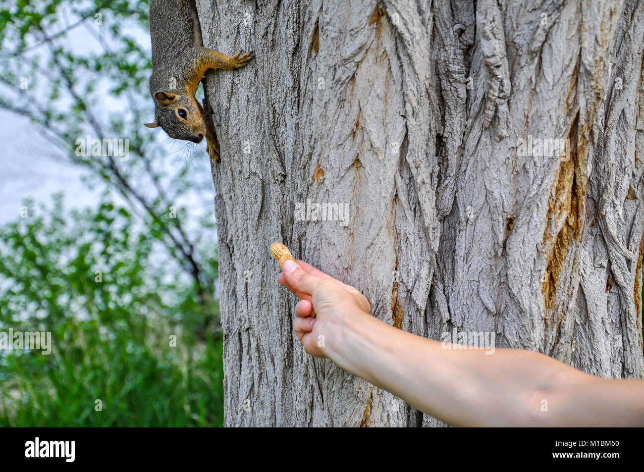 Donna alimentazione manuale arachidi per Fox Squirrel nella struttura ad albero Foto Stock
