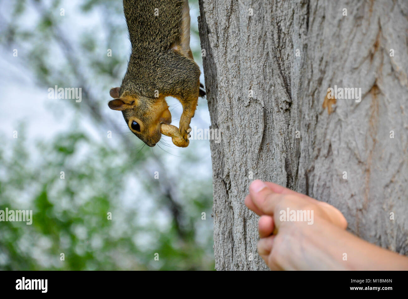 Donna alimentazione manuale arachidi per Fox Squirrel nella struttura ad albero Foto Stock