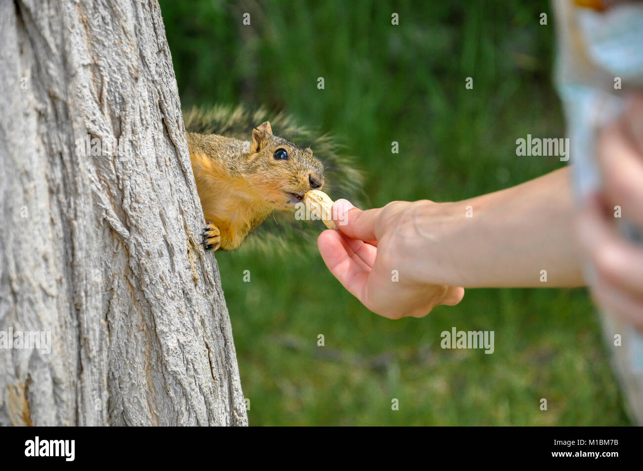 Donna alimentazione manuale arachidi per Fox Squirrel nella struttura ad albero Foto Stock