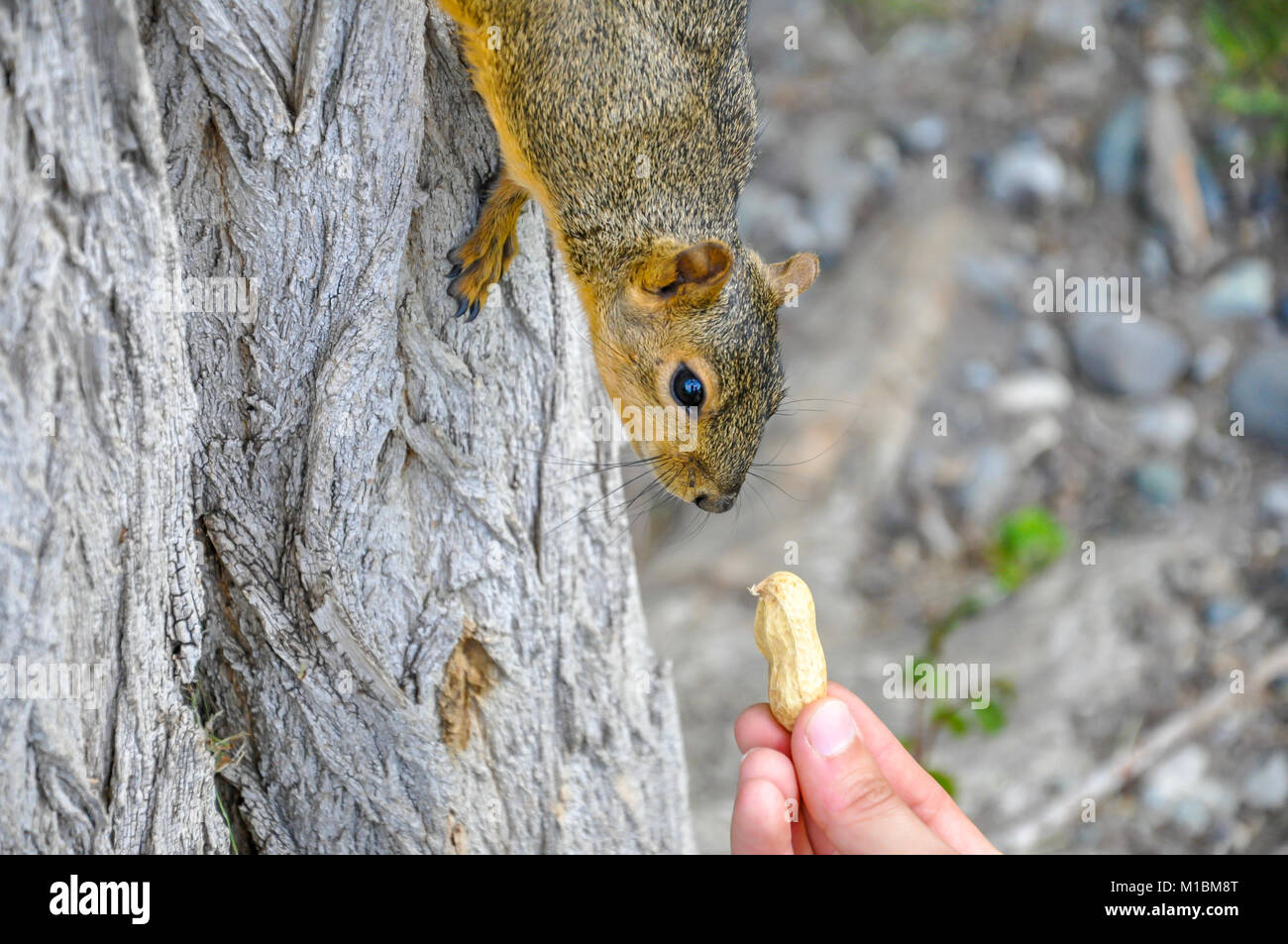 Donna alimentazione manuale arachidi per Fox Squirrel nella struttura ad albero Foto Stock
