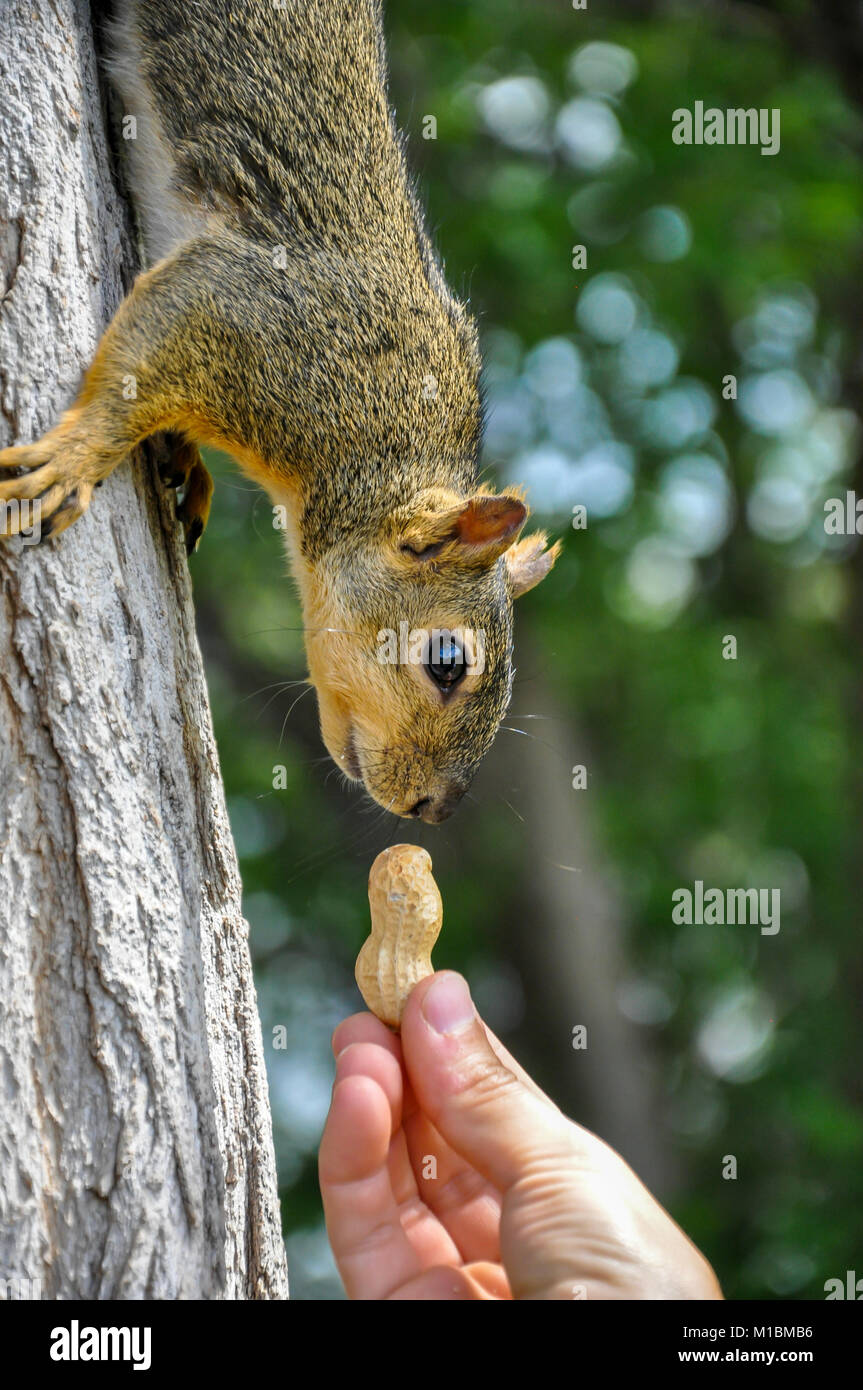 Donna alimentazione manuale arachidi per Fox Squirrel nella struttura ad albero Foto Stock
