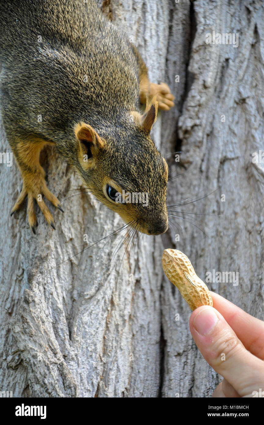 Donna alimentazione manuale arachidi per Fox Squirrel nella struttura ad albero Foto Stock