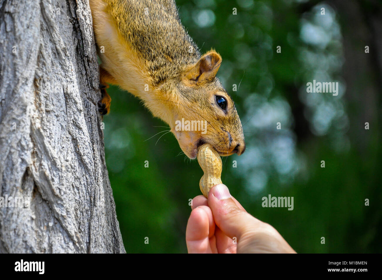 Donna alimentazione manuale arachidi per Fox Squirrel nella struttura ad albero Foto Stock