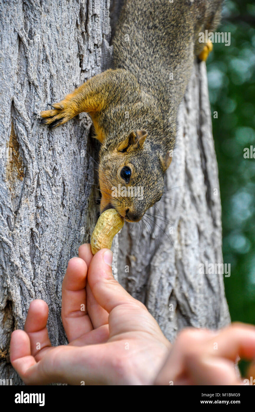 Donna alimentazione manuale arachidi per Fox Squirrel nella struttura ad albero Foto Stock