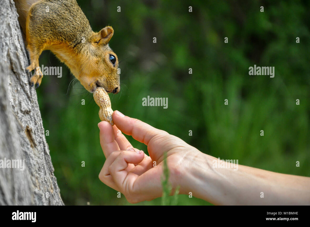 Donna alimentazione manuale arachidi per Fox Squirrel nella struttura ad albero Foto Stock
