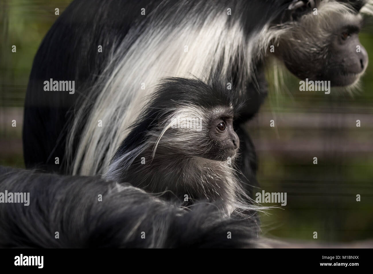 Il bambino e la madre Colobus Monkey Foto Stock