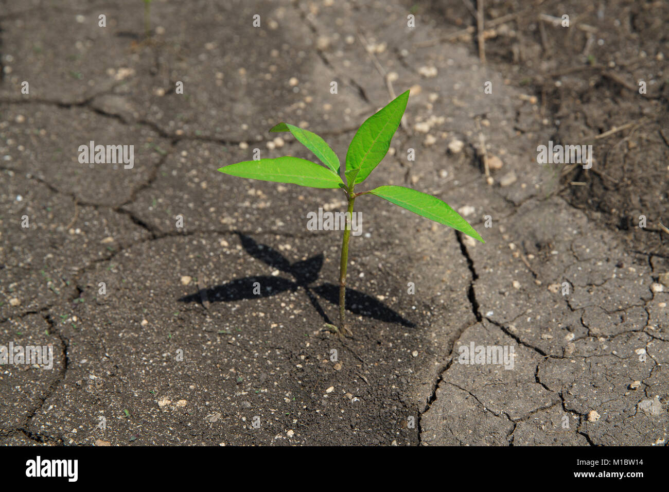 Piccolo albero che cresce su incrinato il concetto di massa come la vita durante i problemi ambientali che incoraggiare le persone a proteggere la natura Foto Stock