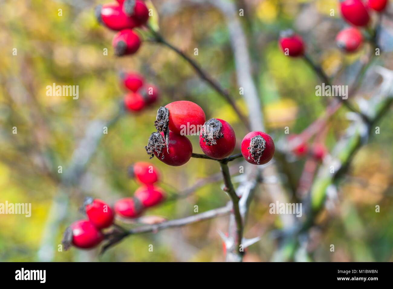 Ripe red rose hip su una boccola in autunno Foto Stock