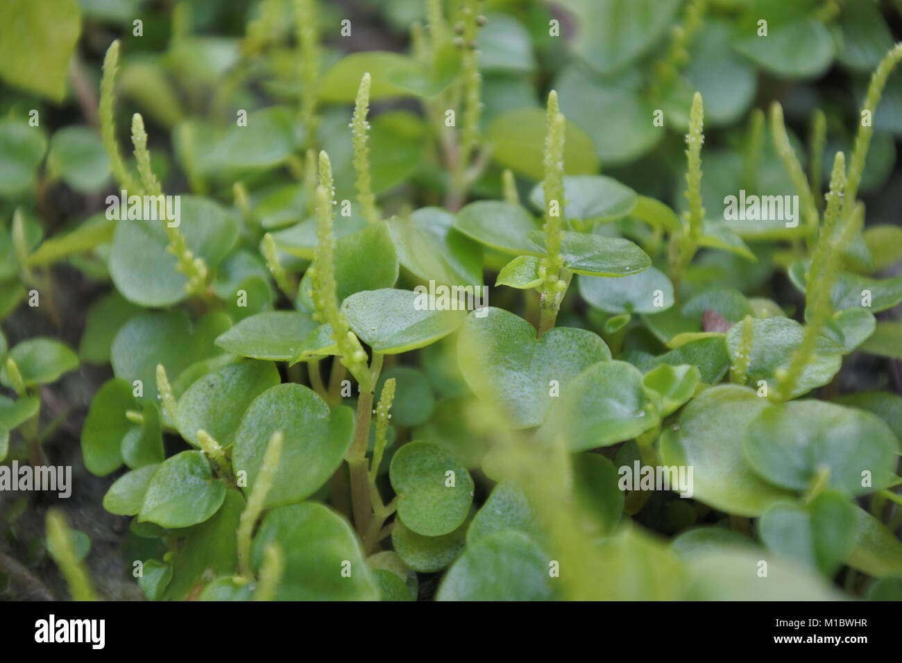 Un vivace gruppo di piante di Pepe Elder, che mostrano il loro verde vegetale sano e lussureggiante. Foto Stock