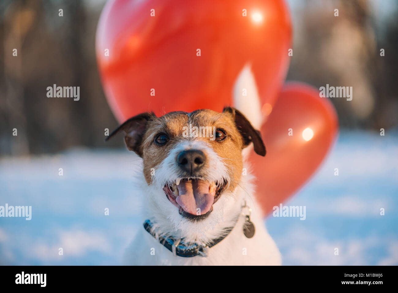 Felice bella faccia festosa di cane rosso con palloncini di aria Foto Stock