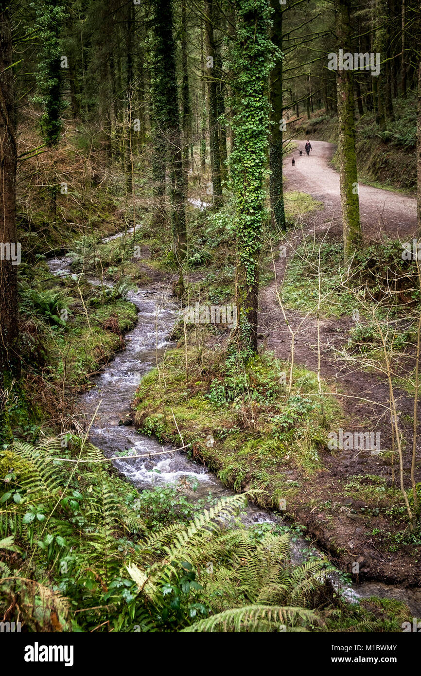 Cardinham boschi in Cornovaglia - un piccolo flusso di fiume che scorre attraverso boschi Cardinham in Bodmin Cornwall. Foto Stock