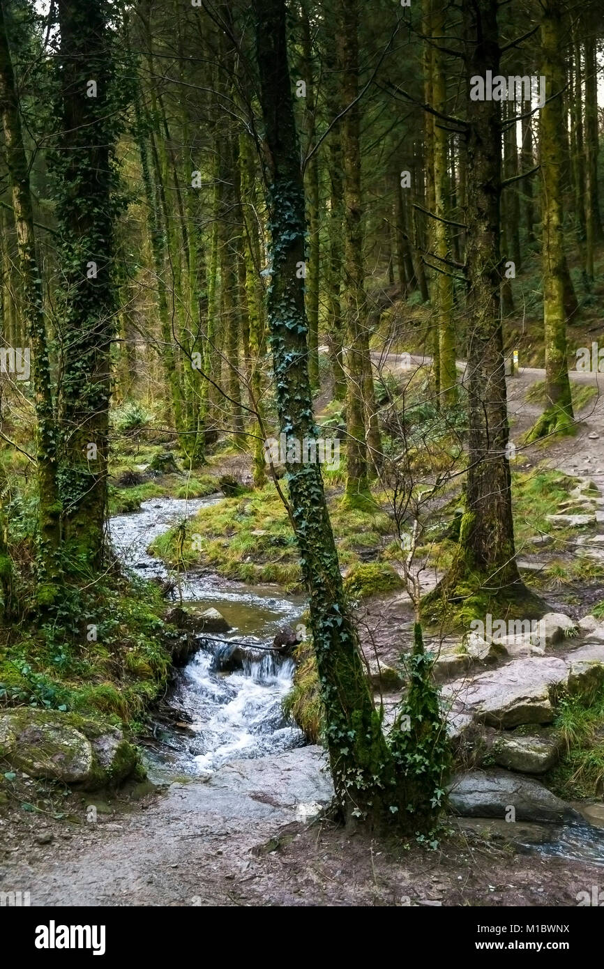 Cardinham boschi in Cornovaglia - una corrente che fluisce attraverso i boschi Cardinham in Bodmin Cornwall. Foto Stock