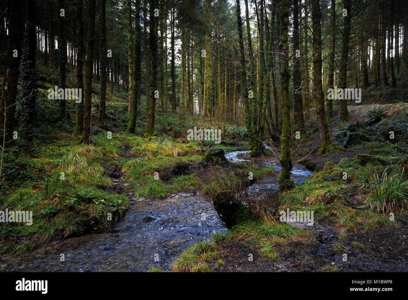 Cardinham boschi in Cornovaglia - una corrente che fluisce attraverso i boschi Cardinham in Bodmin Cornwall. Foto Stock