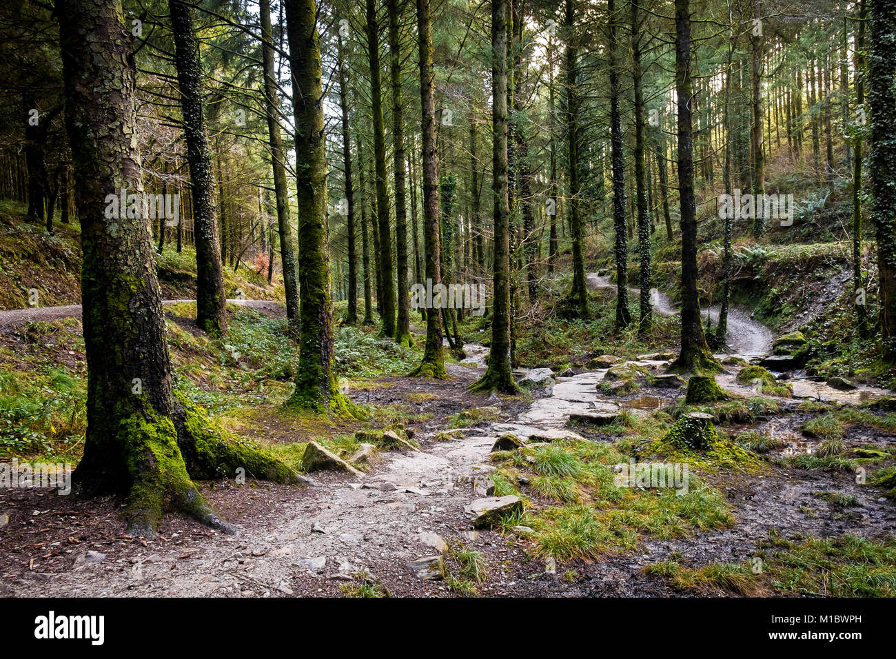 Cardinham boschi in Cornovaglia - una via che corre attraverso boschi di Cardinham in Bodmin Cornwall. Foto Stock