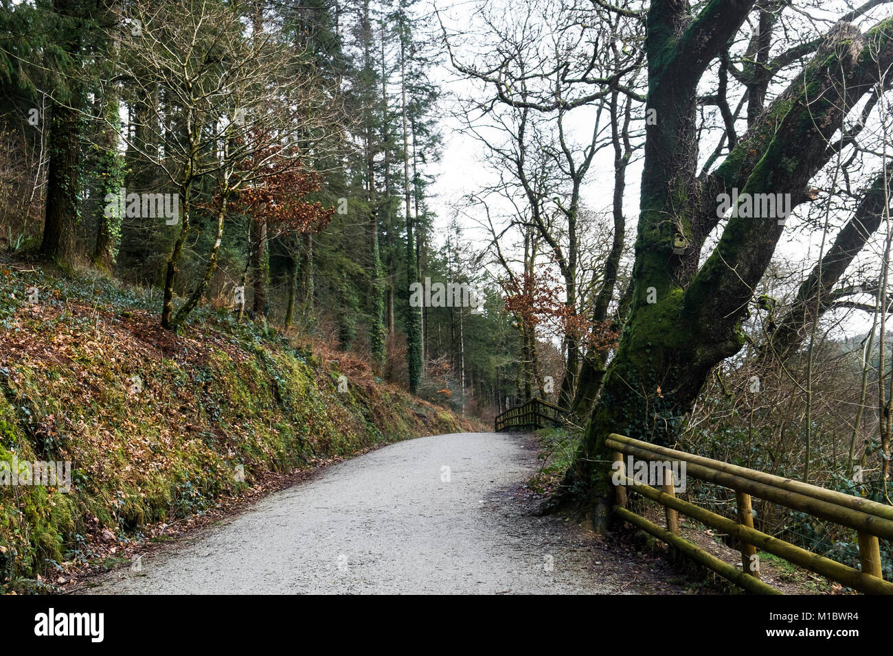 Cardinham boschi in Cornovaglia - una via che corre attraverso boschi di Cardinham in Bodmin Cornwall. Foto Stock