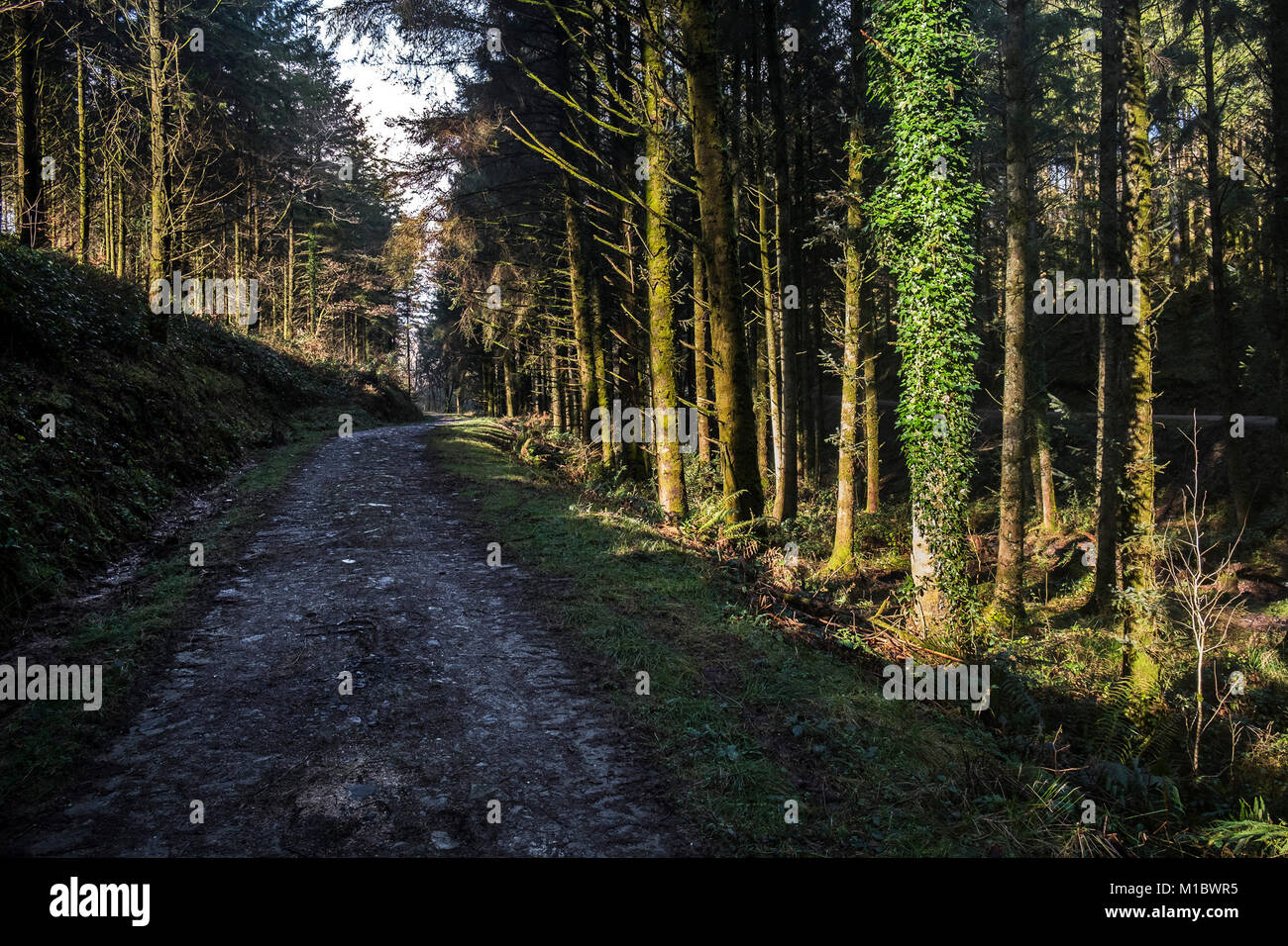 Cardinham boschi in Cornovaglia - una via che corre attraverso boschi di Cardinham in Bodmin Cornwall. Foto Stock