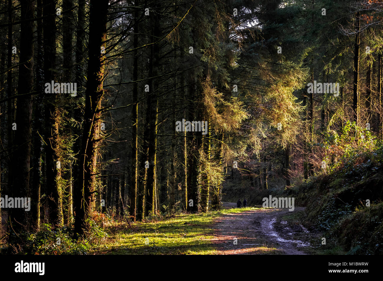 Cardinham boschi in Cornovaglia - la luce del sole se alberi in boschi Cardinham in Bodmin Cornwall. Foto Stock