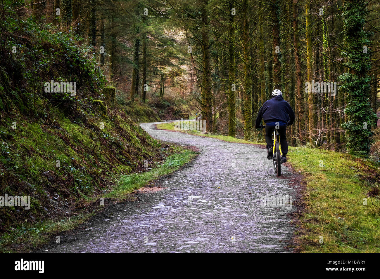 Cardinham boschi in Cornovaglia - un mountain biker in sella lungo una via che corre attraverso boschi di Cardinham in Bodmin Cornwall. Foto Stock
