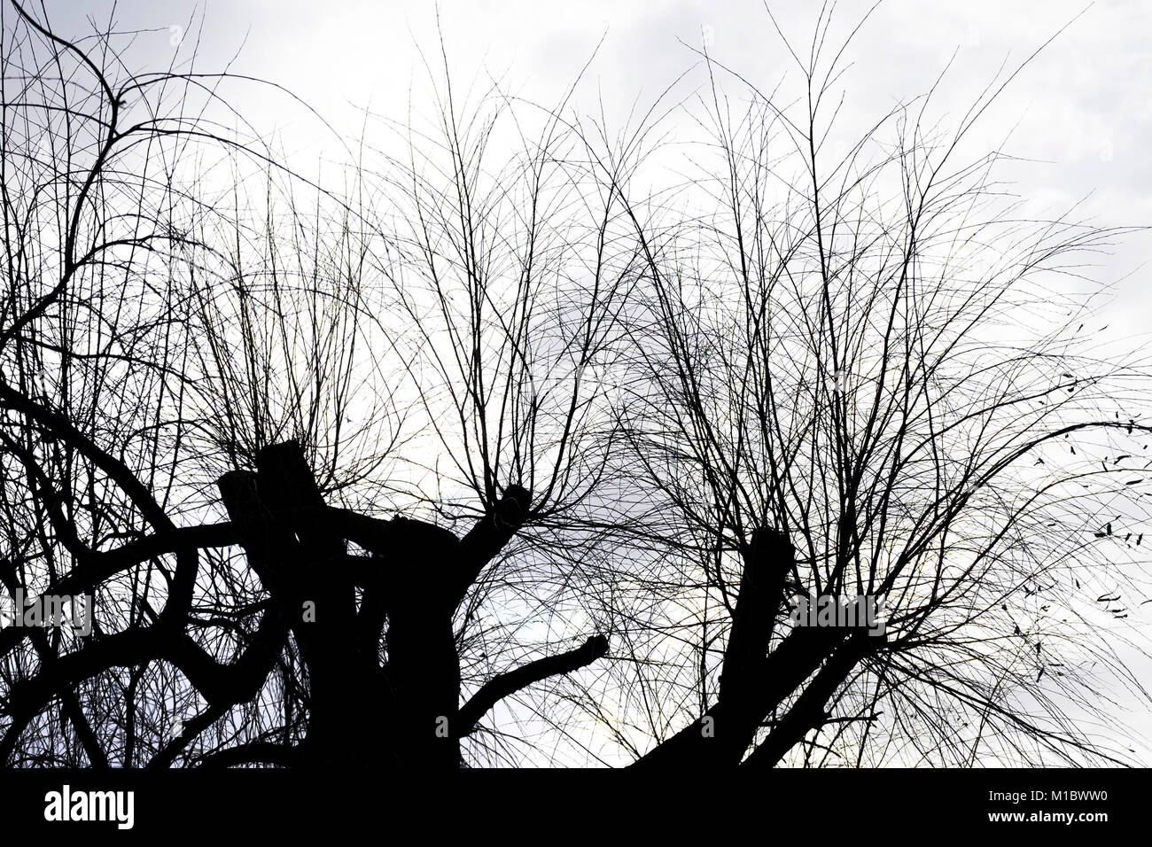 Rami e ramoscelli di alberi pollarded sillhouetted contro un cielo grigio. Foto Stock