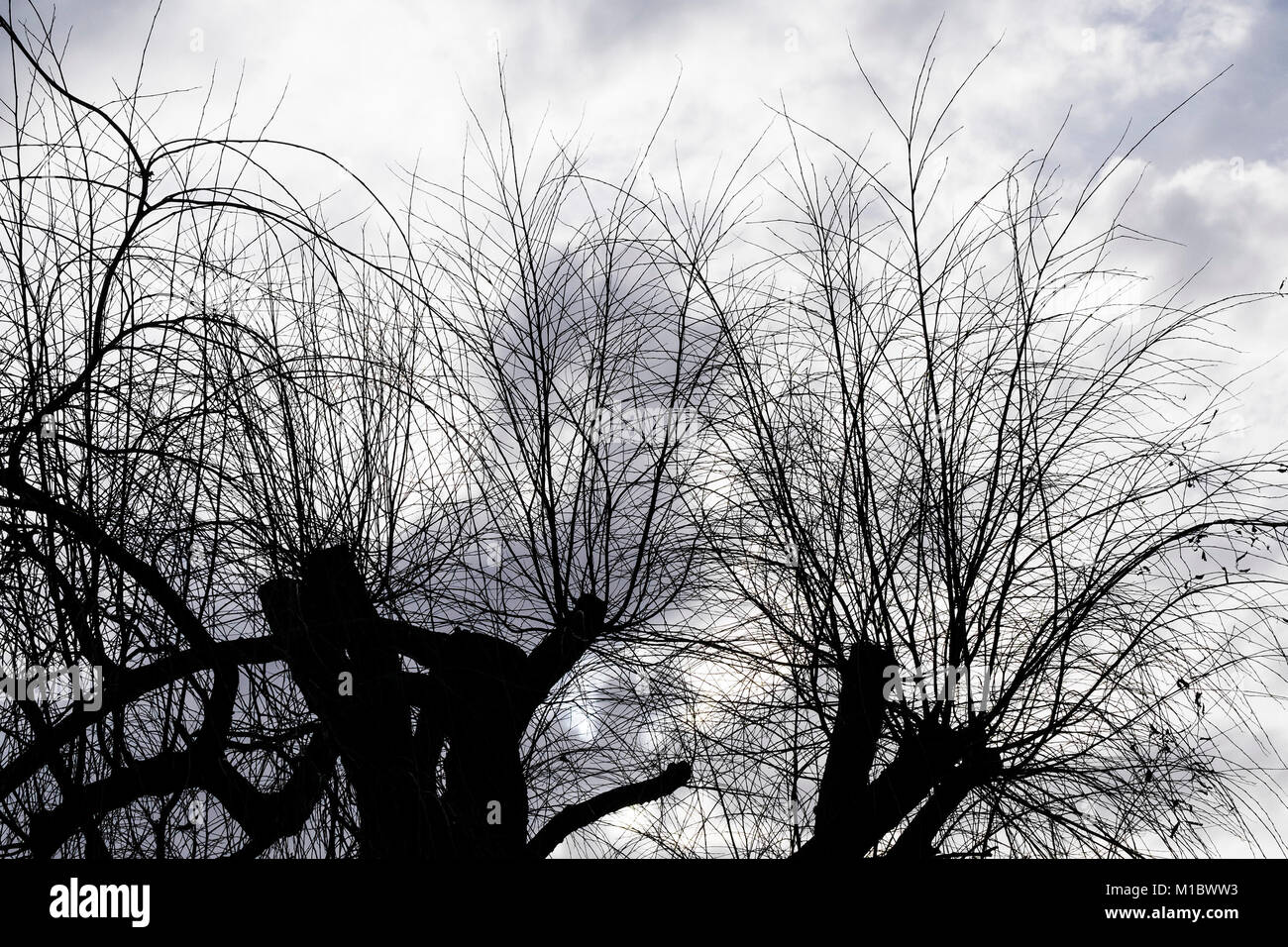 Rami e ramoscelli di alberi pollarded sillhouetted contro un cielo grigio. Foto Stock