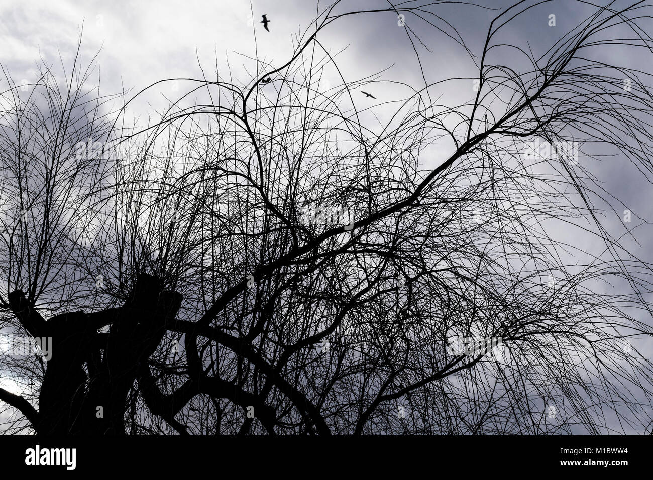 Rami e ramoscelli di alberi pollarded sillhouetted contro un cielo grigio. Foto Stock