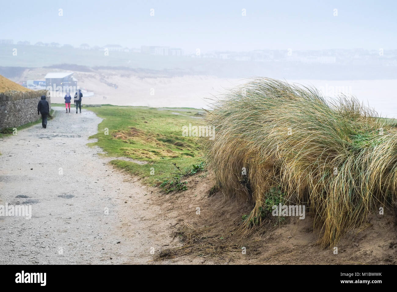 Marram Grass Ammophila - Beachgrass; crescita sulla costa a Newquay Cornwall. Foto Stock