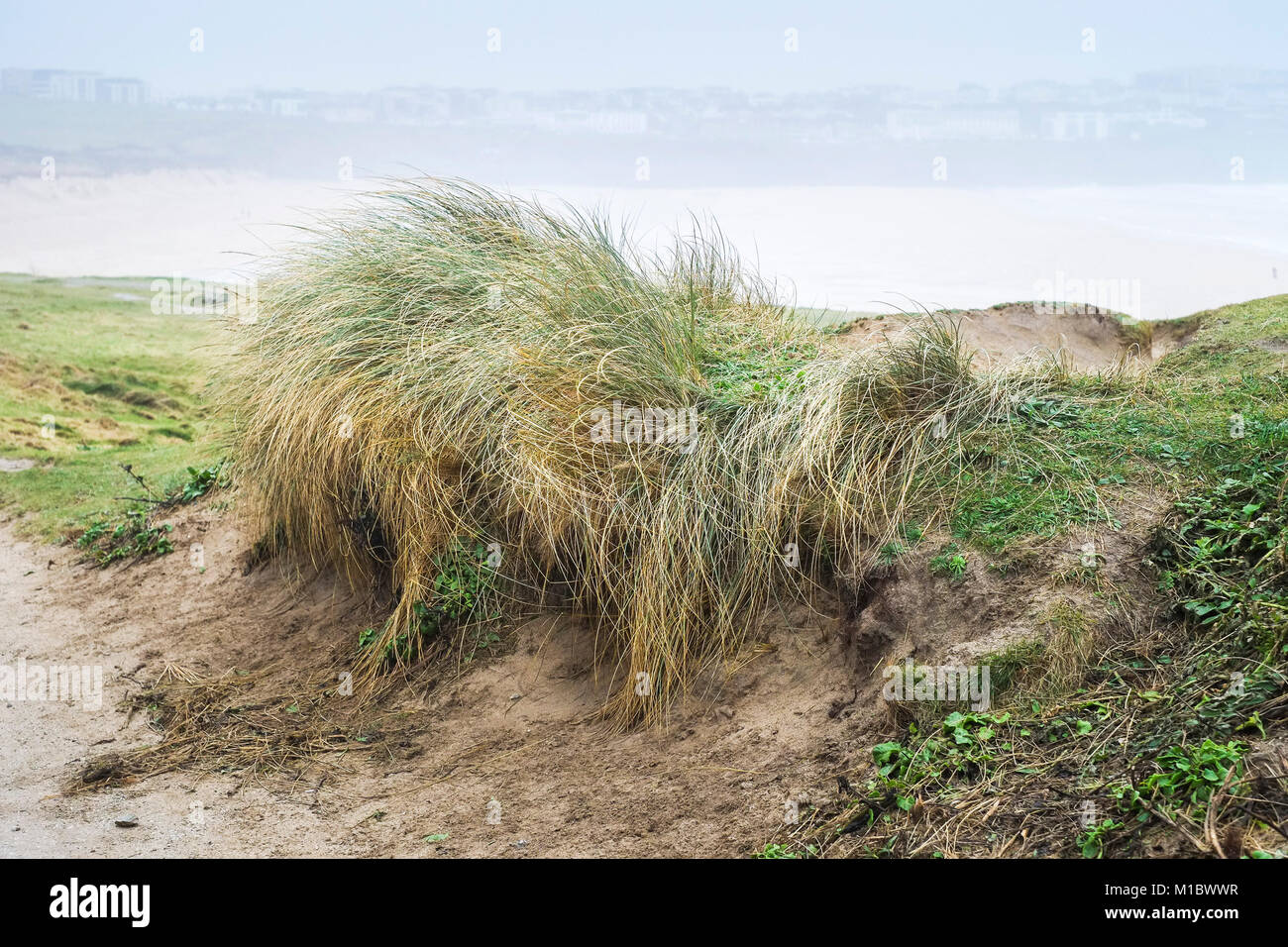 Marram Grass Ammophila - Beachgrass; crescita sulla costa a Newquay Cornwall. Foto Stock