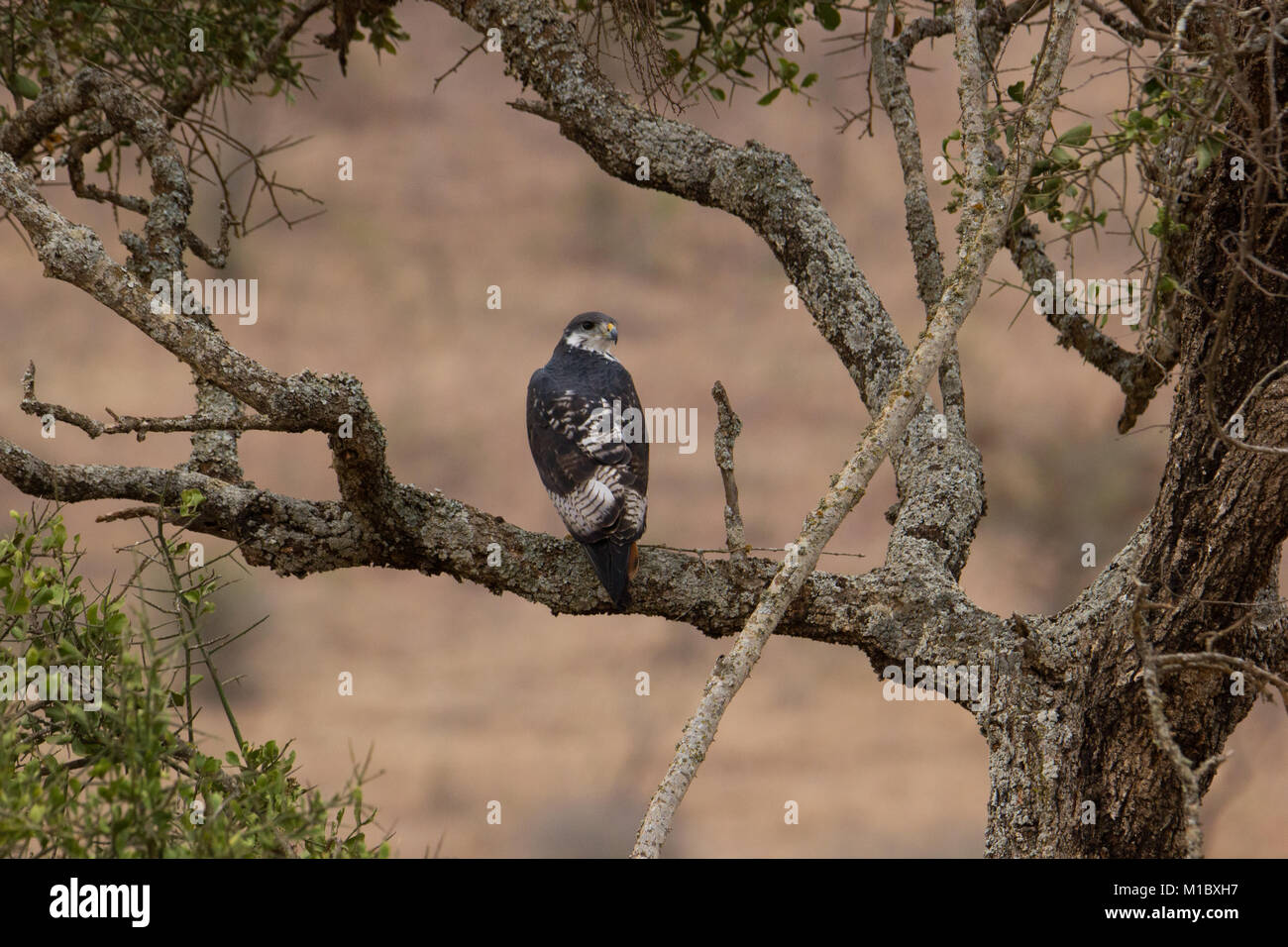 Promettono Buzzard Eagle in Kenya Foto Stock