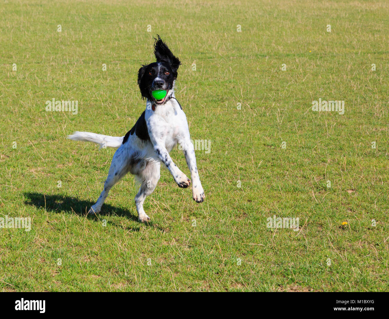 Bianco e Nero English Springer Spaniel cane in piedi sulle zampe posteriori il salto per la cattura di una sfera nella sua bocca in un parco. Inghilterra, Regno Unito, Gran Bretagna Foto Stock