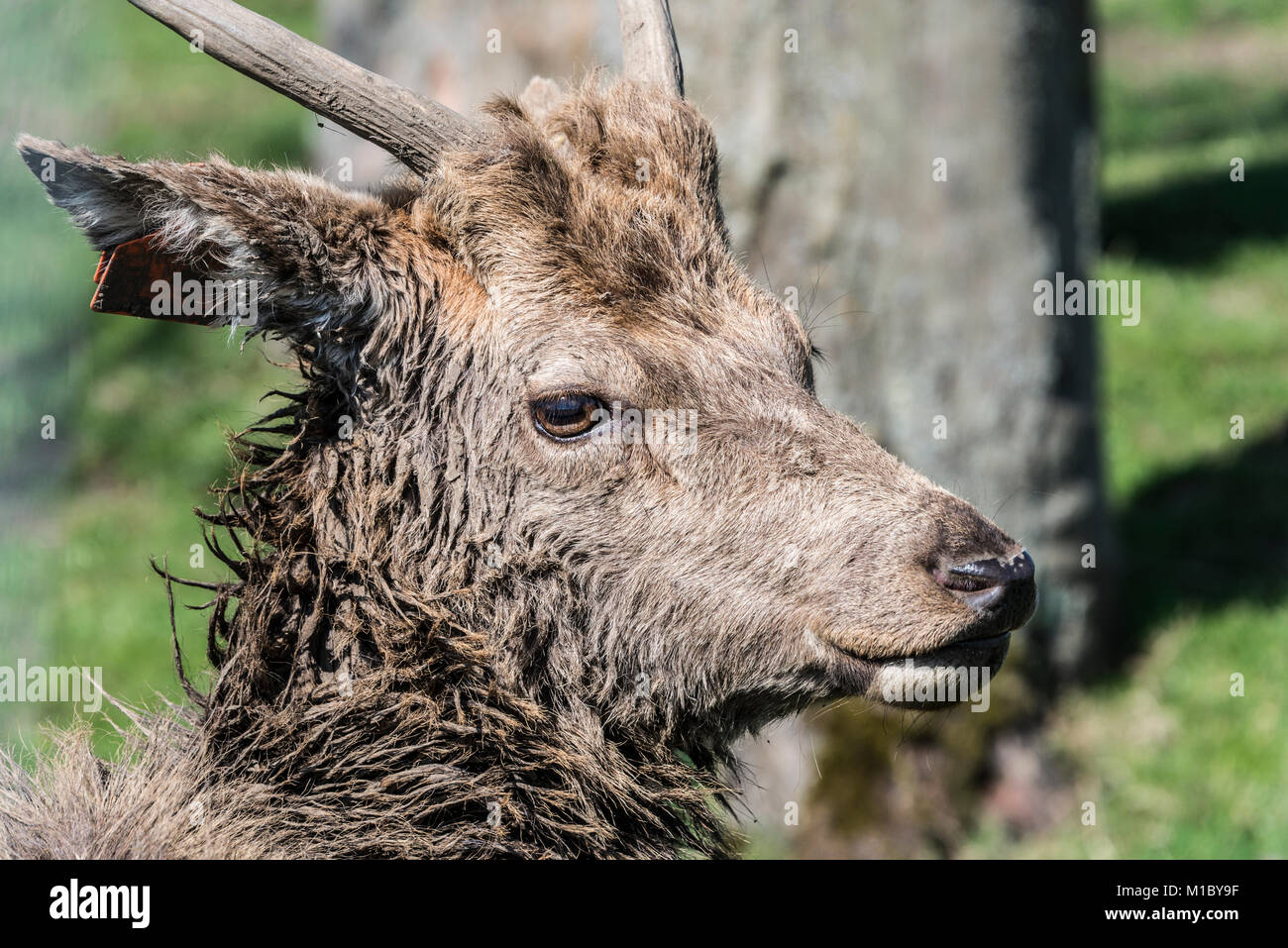 Una chiusura di un addomesticato il cervo (Cervus elaphus) in Scozia Foto Stock