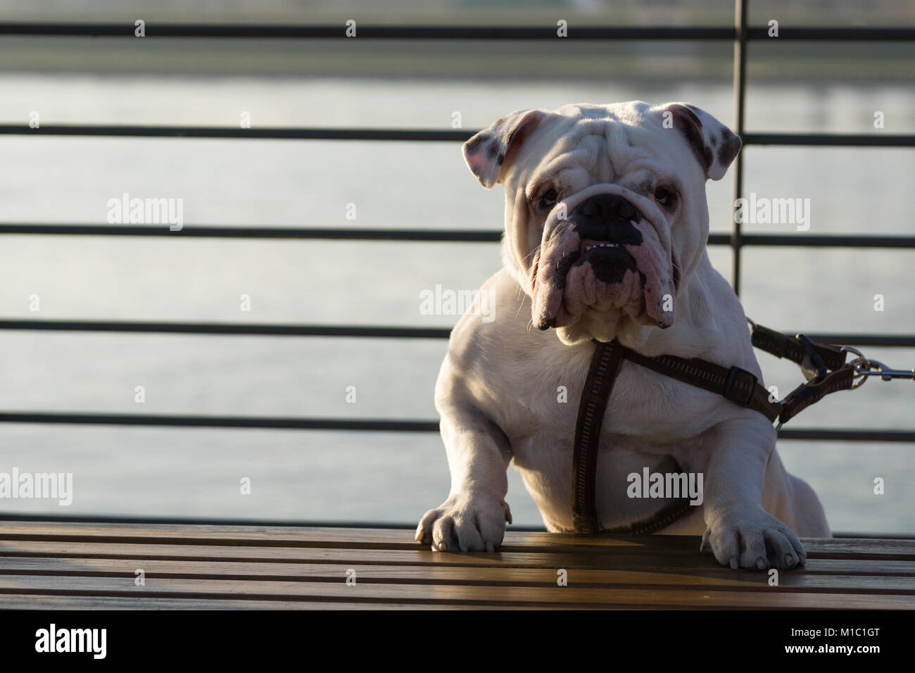 Un curioso Bulldog inglese guardia del banco. Foto Stock
