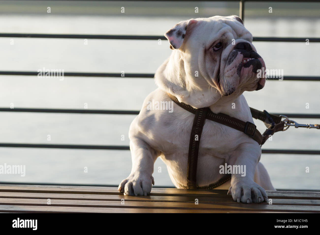 Un curioso Bulldog inglese guardia del banco. Foto Stock