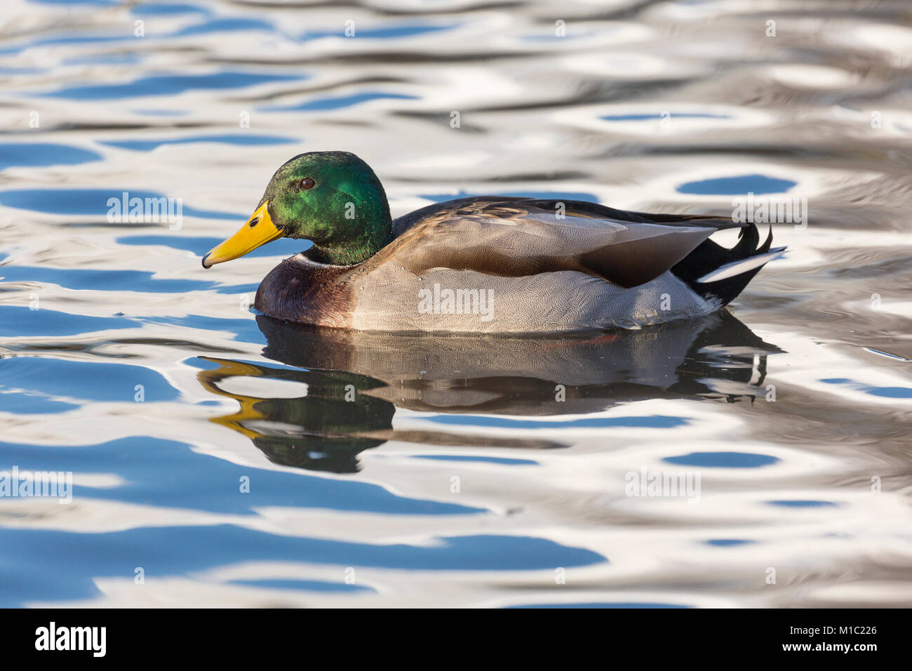 Il Germano Reale, Anas platyrhynchos, drake, Wildfowl and Wetlands Trust, Slimbridge, Gloucestershire, UK. Foto Stock