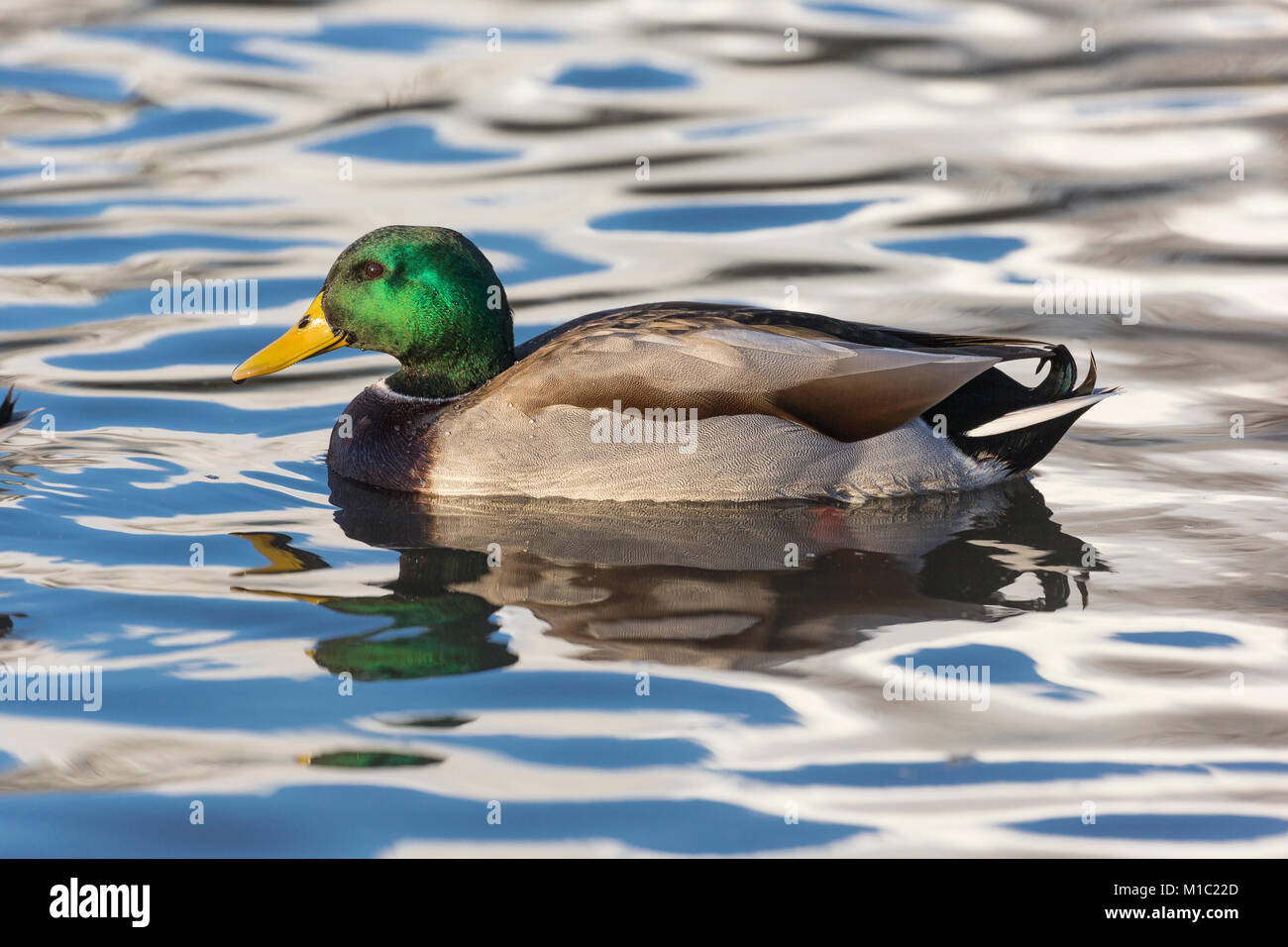 Il Germano Reale, Anas platyrhynchos, drake, Wildfowl and Wetlands Trust, Slimbridge, Gloucestershire, UK. Foto Stock