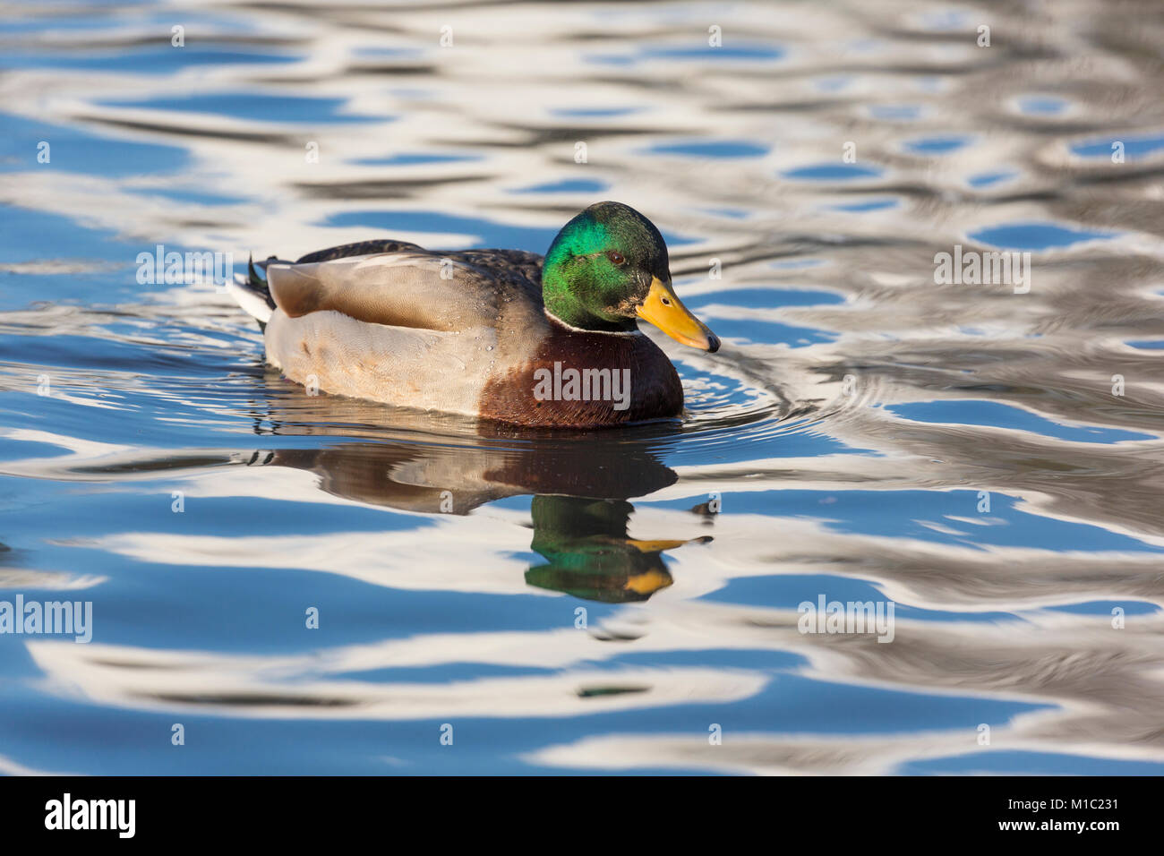 Il Germano Reale, Anas platyrhynchos, drake, Wildfowl and Wetlands Trust, Slimbridge, Gloucestershire, UK. Foto Stock