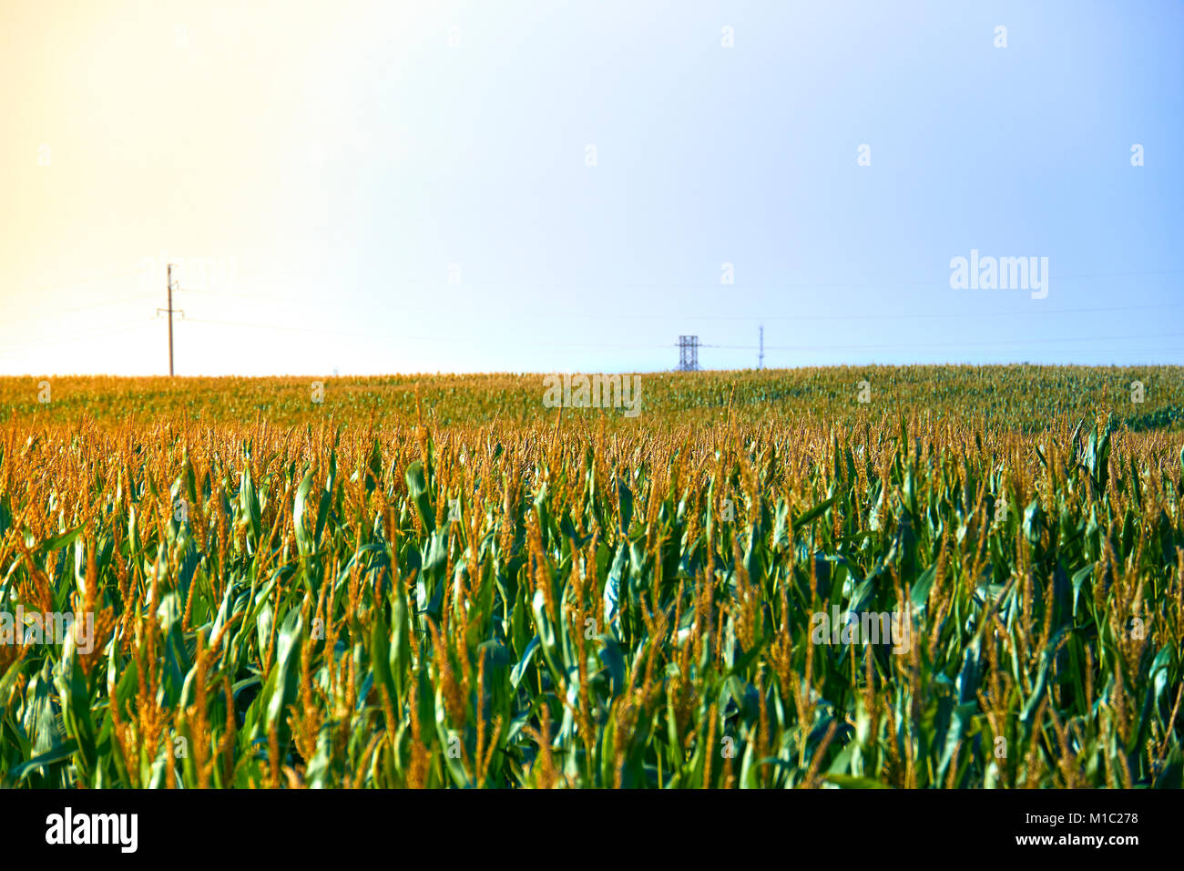 Agricoltura campo con il blu del cielo. Natura rurale nei terreni agricoli. La paglia sul prato. Il mais verde e giallo golden raccolto in estate. Campagna natur Foto Stock