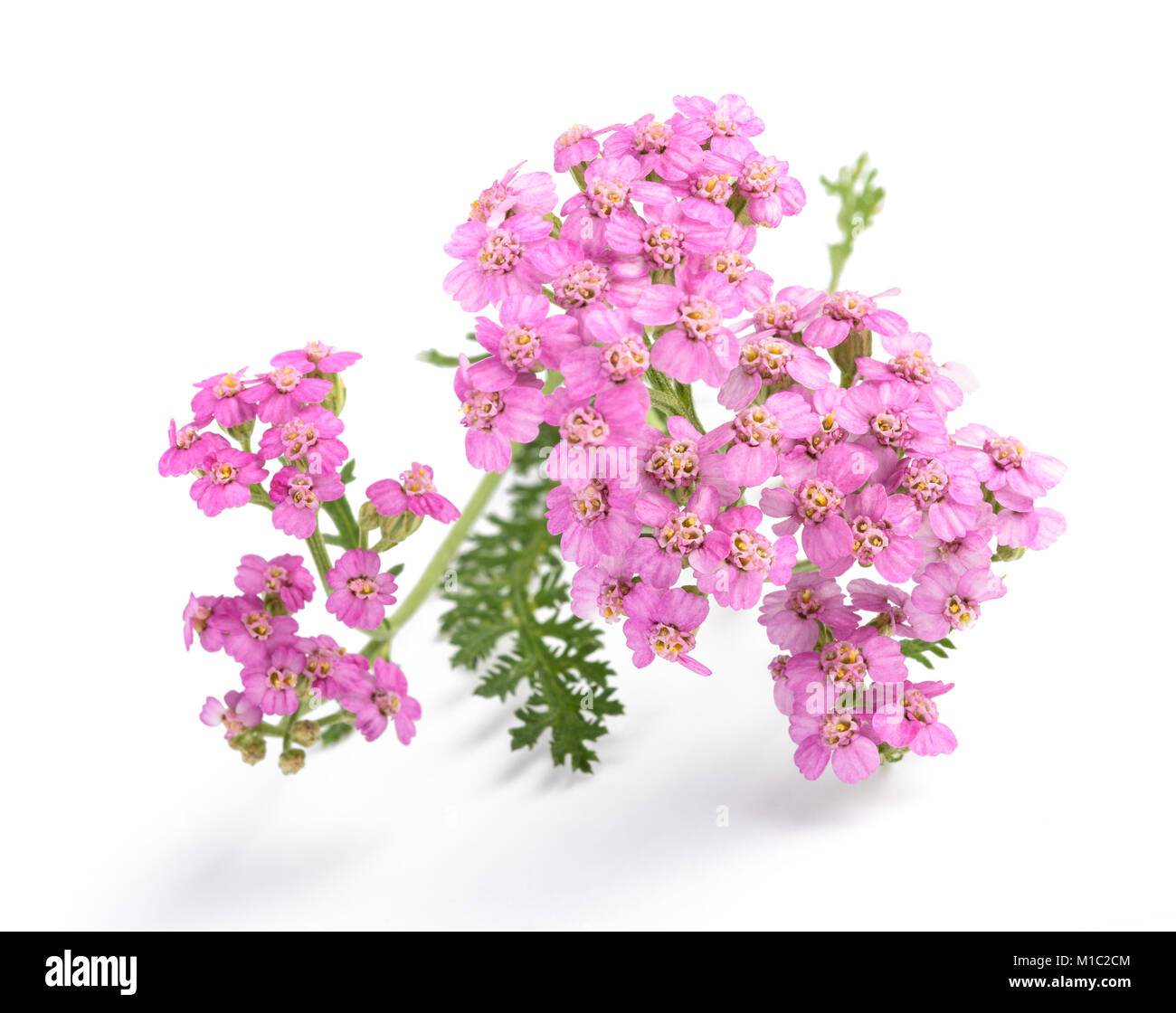 Pink yarrow fiori isolati su sfondo bianco. Foto Stock