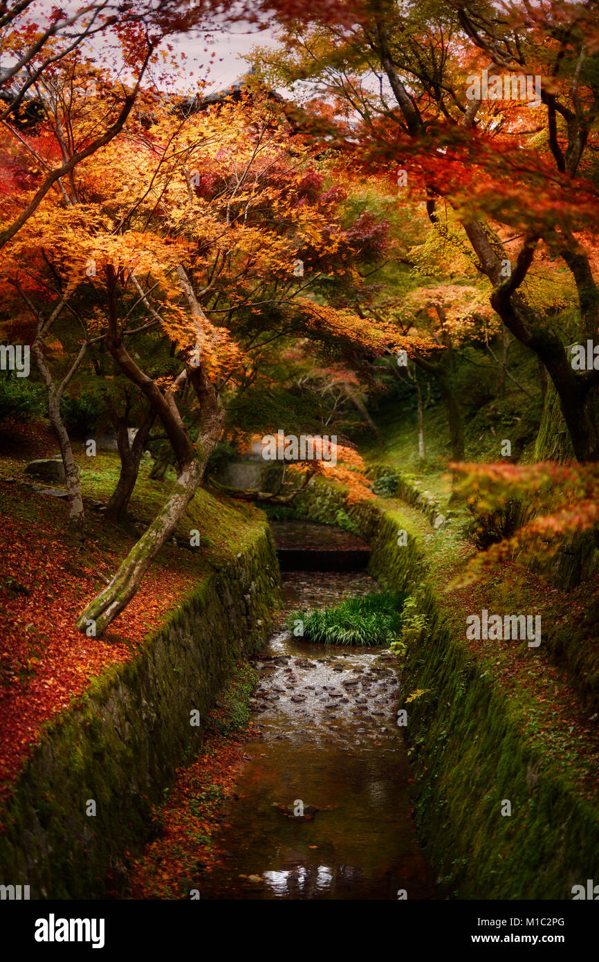 Licenza disponibile a MaximImages.com - bellissimo scenario autunnale di un giardino giapponese con alberi di acero rosso e giallo che crescono lungo un'acqua Foto Stock