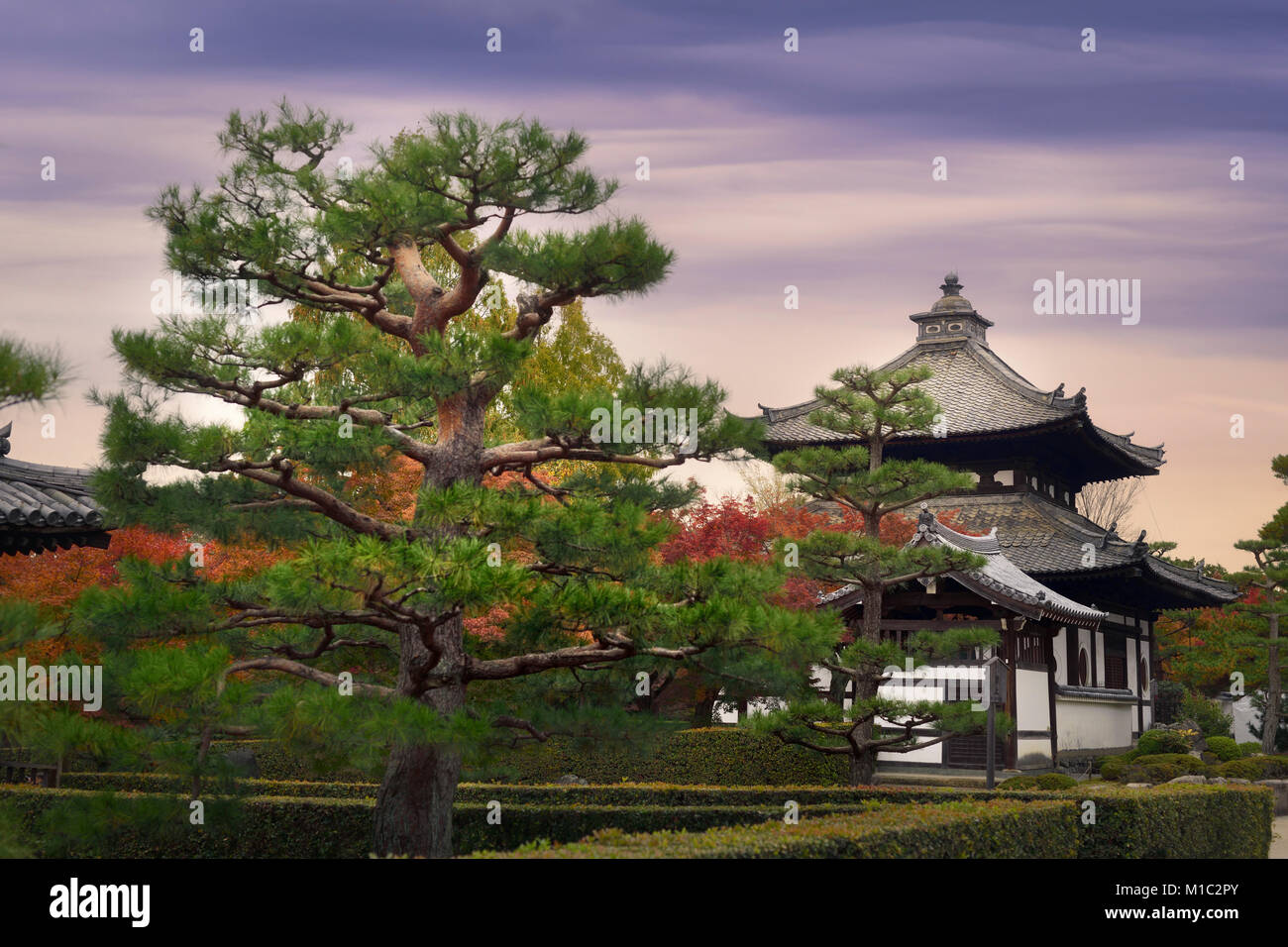 Licenza disponibile alle MaximImages.com:00 - Giardino con splendidi pini di fronte al campanile del tempio di Tofukuji e un sub-tempio in uno scenario autunnale. Foto Stock